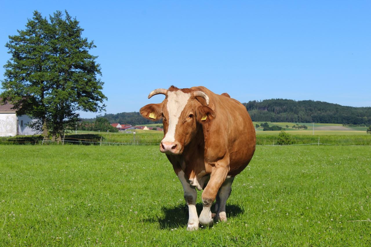 Zur Krone Windelsbach